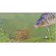 Set da 5 Pasturatori a Gabbietta