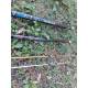 Canna da Pesca Surfcasting Ripartita - Julia Rod Great Surf 4,50Mt 250Gr