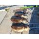Kit Canna Pesca Seppia Calamaro + Mulinello - Globe Fishing Eging Capture Xc