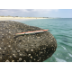 Brutale Jointed Garfish 255 Arancio Pesca Spinning Mare Serra