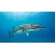 Jump Needle Barracuda