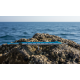 Jump Needle Sardina